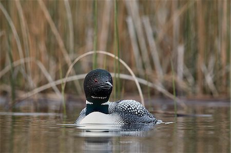 simsearch:841-03674388,k - Common Loon (Gavia immer), Lac Le Jeune Provincial Park, British Columbia, Canada, North America Stock Photo - Rights-Managed, Code: 841-09155252