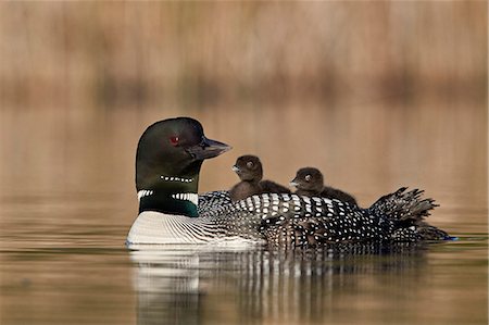 simsearch:841-03674388,k - Common Loon (Gavia immer) adult and two chicks on its back, Lac Le Jeune Provincial Park, British Columbia, Canada, North America Stock Photo - Rights-Managed, Code: 841-09155260