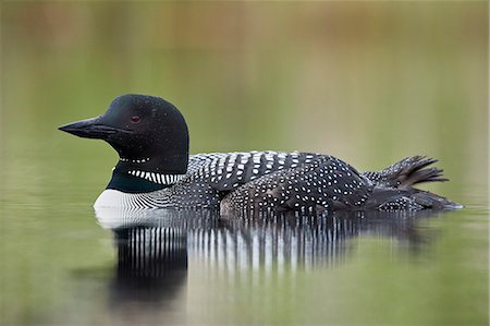 simsearch:841-03674388,k - Common Loon (Gavia immer), Lac Le Jeune Provincial Park, British Columbia, Canada, North America Stock Photo - Rights-Managed, Code: 841-09155261