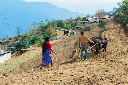Nepalese couple working in a terrace field, Dhampus Mountain village, Nepal, Asia Stock Photo - Rights-Managed, Code: 841-09162975