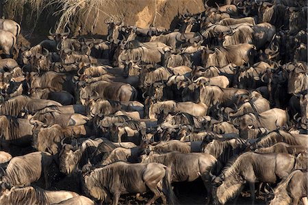 Herd of migrating wildebeest (Connochaetes taurinus) crossing Mara River, Masai Mara Game Reserve, Kenya, East Africa, Africa Stock Photo - Rights-Managed, Code: 841-09163304