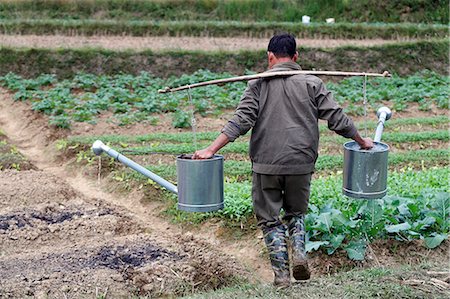 Farmer watering vegetables in the field, Bac Son, Vietnam, Indochina, Southeast Asia, Asia Stock Photo - Rights-Managed, Code: 841-09163323