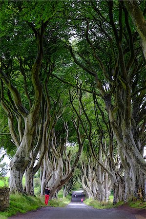 simsearch:841-08860890,k - The Dark Hedges, an avenue of beech trees, Game of Thrones location, County Antrim, Ulster, Northern Ireland, United Kingdom, Europe Stock Photo - Rights-Managed, Code: 841-09163438