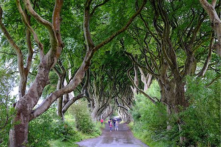simsearch:841-08860890,k - The Dark Hedges, an avenue of beech trees, Game of Thrones location, County Antrim, Ulster, Northern Ireland, United Kingdom, Europe Stock Photo - Rights-Managed, Code: 841-09163441