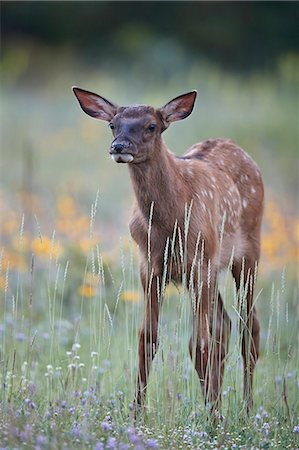 Elk (Cervus canadensis) calf among wildflowers, Jasper National Park, Alberta, Canada, North America Stock Photo - Rights-Managed, Code: 841-09174839