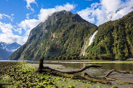 Dead tree, Cascade Range and Bowen Falls, Milford Sound, Fiordland National Park, UNESCO World Heritage Site, South Island, New Zealand, Pacific Stock Photo - Rights-Managed, Code: 841-09194503