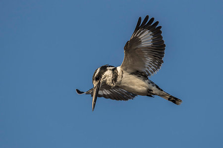 simsearch:841-07082375,k - Pied kingfisher (Ceryle rudis) hovering, Chobe National Park, Botswana, Africa Photographie de stock - Rights-Managed, Code: 841-09194612