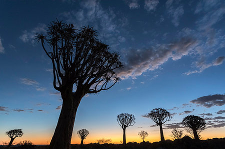 quiver tree - Quiver tree at sunset (kokerboom) (Aloidendron dichotomu) (formerly Aloe dichotoma), Quiver Tree Forest, Keetmanshoop, Namibia, Africa Stock Photo - Rights-Managed, Code: 841-09194627