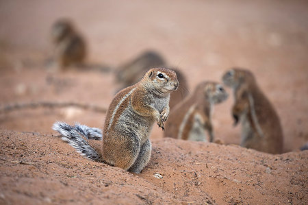 den - Ground squirrels (Xerus inauris) at den, Kgalagadi Transfrontier Park, Northern Cape, South Africa, Africa Stock Photo - Rights-Managed, Code: 841-09194646