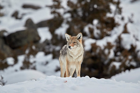 Coyote (Canis latrans) in winter, Yellowstone National Park, UNESCO World Heritage Site, Wyoming, United States of America, North America Foto de stock - Con derechos protegidos, Código: 841-09194714