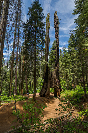 View of Giant Sequoias tree in Tuolumne Grove Trail, Yosemite National Park, UNESCO World Heritage Site, California, United States of America, North America Foto de stock - Direito Controlado, Número: 841-09194785