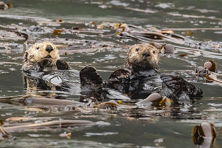simsearch:841-07913862,k - Adult sea otters (Enhydra lutris kenyoni) preening in the Inian Islands, Southeast Alaska, United States of America, North America Stock Photo - Rights-Managed, Code: 841-09204046