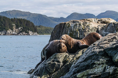 simsearch:841-07913862,k - Adult bull Steller sea lions (Eumetopias jubatus), mock fighting, Inian Islands, Alaska, United States of America, North America Stock Photo - Rights-Managed, Code: 841-09204042