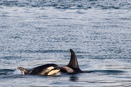 simsearch:841-07913862,k - Mother and calf killer whale (Orcinus orca) surfacing near Point Adolphus, Icy Strait, Southeast Alaska, United States of America, North America Stock Photo - Rights-Managed, Code: 841-09204061