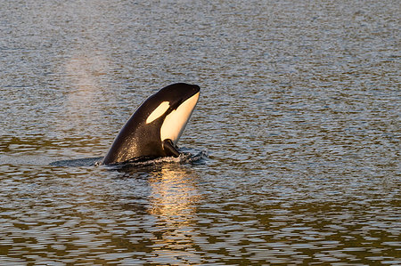 simsearch:841-07913862,k - Killer whale calf (Orcinus orca) spy-hopping at sunset near Point Adolphus, Icy Strait, Southeast Alaska, United States of America, North America Stock Photo - Rights-Managed, Code: 841-09204062