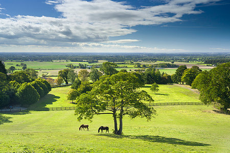 simsearch:841-07783088,k - Horses grazing in a paddock at the hilltop village of Crayke in North Yorkshire, England, United Kingdom, Europe Stock Photo - Rights-Managed, Code: 841-09229650