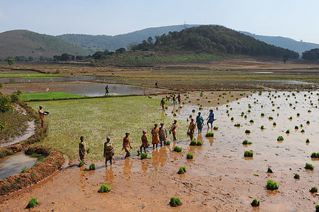 simsearch:841-08860890,k - Women planting rice in the paddy in the undulating rural countryside near Desia Koraput, Odisha, India, Asia Stock Photo - Rights-Managed, Code: 841-09229945