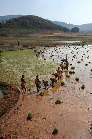 simsearch:841-08860890,k - Women planting rice in the paddy in the undulating rural countryside near Desia Koraput, Odisha, India, Asia Stock Photo - Rights-Managed, Code: 841-09229946