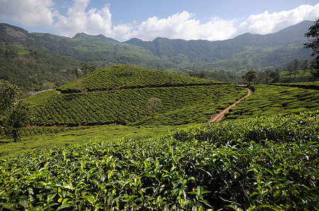 simsearch:841-07204251,k - Tea plantations covering the undulating hills in Munnar, Kerala, India, Asia Stock Photo - Rights-Managed, Code: 841-09229947