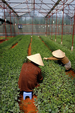 simsearch:841-08102090,k - Women working in greenhouse on vegetable farm, Dalat, Vietnam, Indochina, Southeast Asia, Asia Stock Photo - Rights-Managed, Code: 841-09229994