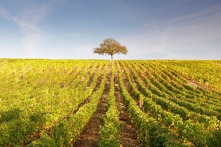 simsearch:841-08860890,k - The vineyards of Sancerre, known for fine wines from grape varieties such as pinot noir and sauvignon blanc, Sancerre, Cher, Centre-Val de Loire, France, Europe Stock Photo - Rights-Managed, Code: 841-09242483
