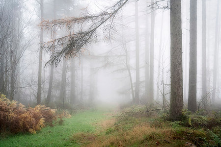 simsearch:841-07590500,k - Foggy autumn woods at Wass Bank near Helmsley, The North Yorkshire Moors, Yorkshire, England, United Kingdom, Europe Stock Photo - Rights-Managed, Code: 841-09255797