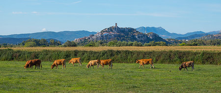 simsearch:841-08860890,k - Cattle in field in Posada, Nuoro, Sardinia, Italy, Europe Stock Photo - Rights-Managed, Code: 841-09256290
