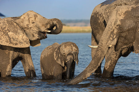 African elephants, Loxodonta africana, drinking, Chobe river, Botswana, Southern Africa Stock Photo - Rights-Managed, Code: 841-09256889