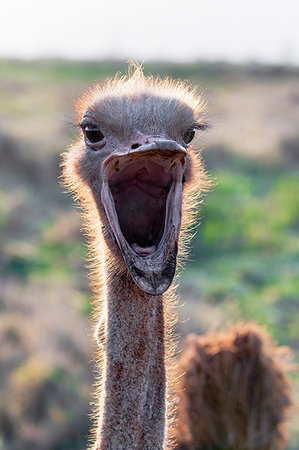 Ostrich, Struthio camelus, male, Zimanga private game reserve, KwaZulu-Natal, South Africa Stock Photo - Rights-Managed, Code: 841-09256922