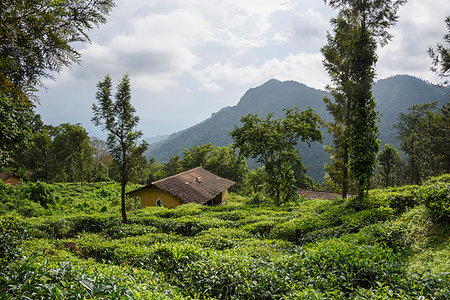 simsearch:841-07204251,k - Nilgiri Hills, rainforest and tea plantations, EcoScape, Tamil Nadu, India, South Asia Stock Photo - Rights-Managed, Code: 841-09256953