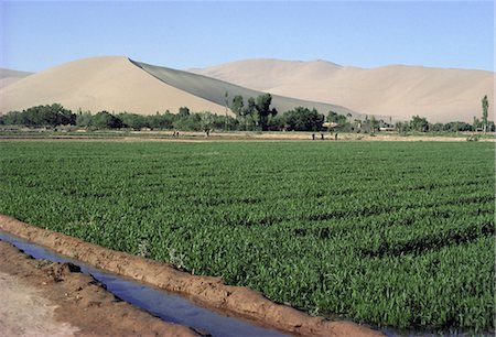 Irrigated winter wheat, oasis in Gobi Desert, Gansu Province, China, Asia Stock Photo - Rights-Managed, Code: 841-02704695