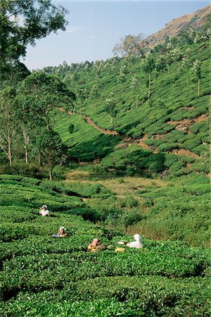 Women picking tea in a tea plantation, Munnar, Western Ghats, Kerala state, India, Asia Stock Photo - Rights-Managed, Code: 841-02705812