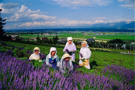 simsearch:841-03032762,k - Lavender fields, Furano, Hokkaido, Japan Stock Photo - Rights-Managed, Code: 841-02705967