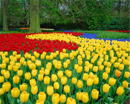 Tulips, Keukenhof Gardens, Netherlands Foto de stock - Con derechos protegidos, Código: 841-02706436