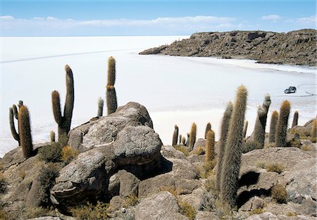 simsearch:841-06449731,k - Cacti on Isla de los Pescadores, and salt flats, Salar de Uyuni, Southwest Highlands, Bolivia, South America Stock Photo - Rights-Managed, Code: 841-02706952