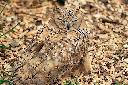 disguise - Owl camouflaged by leaves Stock Photo - Rights-Managed, Code: 841-02707487