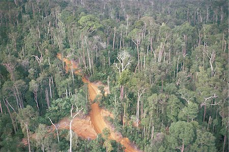 Logging road through rainforest, Brazil, South America Stock Photo - Rights-Managed, Code: 841-02709385