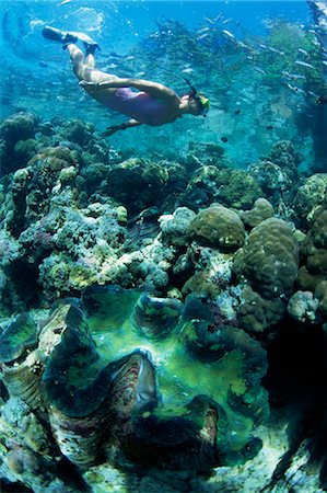 Snorkeller hangs above the reef in Marovo Lagoon, with giant clam in foreground, Solomon Islands, Pacific Islands, Pacific Stock Photo - Rights-Managed, Code: 841-02709958