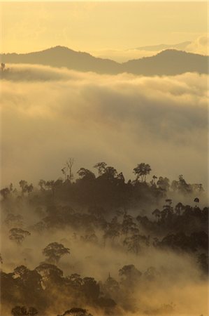 simsearch:841-02946821,k - Dawn light silhouettes the trees of the rainforest, Danum Valley, Sabah, island of Borneo, Malaysia Stock Photo - Rights-Managed, Code: 841-02709951