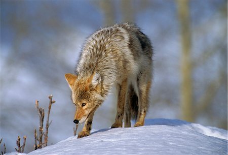 simsearch:841-03505868,k - Coyote (Canis latrans), weighing 30-40 lbs, less than half the weight of a wolf, Yellowstone National Park, Wyoming, United States of America Stock Photo - Rights-Managed, Code: 841-02709977