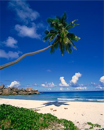 simsearch:851-02962651,k - Tropical coastline with eroded rock formation and palm trees, La Digue, Seychelles, Indian Ocean, Africa Stock Photo - Rights-Managed, Code: 841-02703141