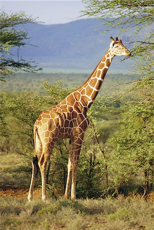 simsearch:841-03506025,k - Giraffe, Samburu National Reserve, Kenya Stock Photo - Rights-Managed, Code: 841-02703165