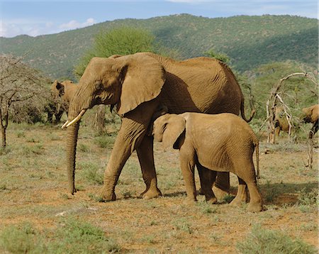 simsearch:841-03506025,k - Elephants, Samburu National Reserve, Kenya Stock Photo - Rights-Managed, Code: 841-02703170