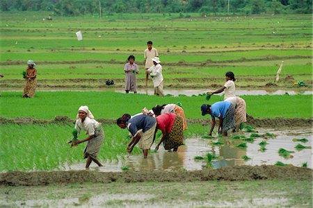 simsearch:841-03032762,k - Rice farming, Sri Lanka, Asia Stock Photo - Rights-Managed, Code: 841-02703222