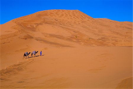 Train de chameau dans le désert, Maroc, Afrique du Nord Photographie de stock - Rights-Managed, Code: 841-02714307