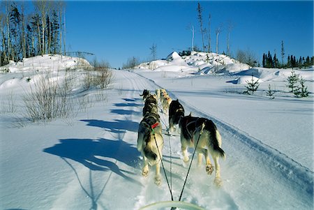 dog team - Dog team drawing sledge, Quebec, Canada, North America Stock Photo - Rights-Managed, Code: 841-02714596
