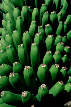 Close-up of green bananas (platanos canarios), La Palma, Canary Islands, Spain, Europe Foto de stock - Con derechos protegidos, Código: 841-02715024