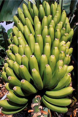 Bananas, Platanos Canarios, La Palma, Canary Islands, Spain, Atlantic, Europe Foto de stock - Con derechos protegidos, Código: 841-02715025