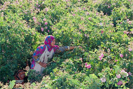 simsearch:841-03032762,k - Woman picking cultivated roses, Al Ain, Oman, Middle East Stock Photo - Rights-Managed, Code: 841-02715425