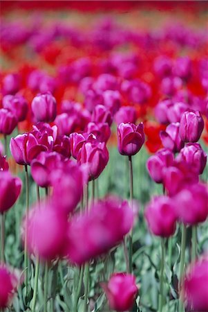 Tulips, bulbfields, Holland (The Netherlands), Europe Stock Photo - Rights-Managed, Code: 841-02716109